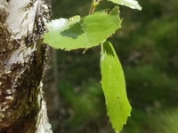 Aulikki Salama